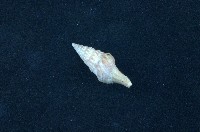 藏品(環珠捲管螺)的圖片